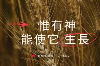 哥林多前書3:7